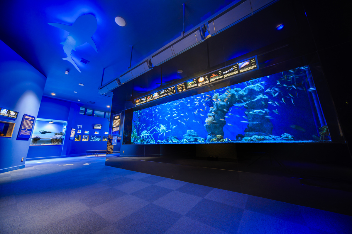 Numazu Deepblue Aquarium