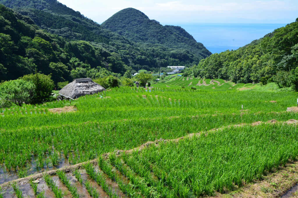 Rice terraces at Ishibu